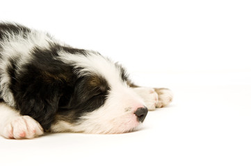 Border Collie Puppy isolated on a white background
