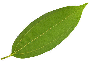 feuille de cannelle