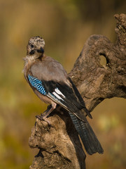 Arrendajo