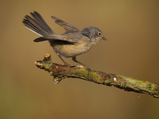 Curruca carrasqueña