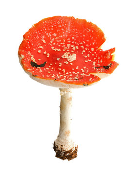 big red fly-agaric mushroom