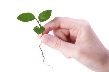 human hand holding a plant with roots isolated on white