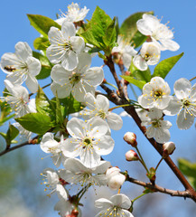 Beautiful blossom flowers