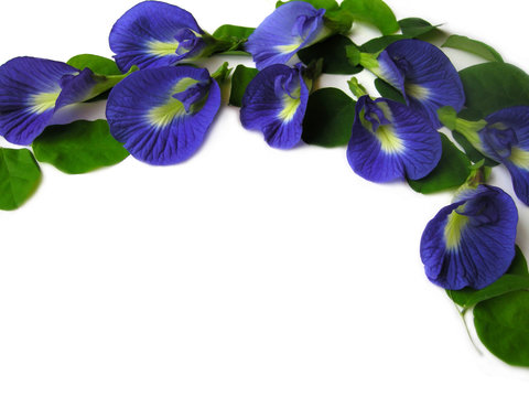 Butterfly Pea Fourteen