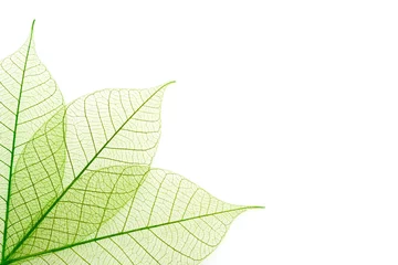 Photo sur Plexiglas Zen Nervures feuilles vertes