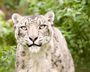 Fototapeta na wymiar Snow Leopard