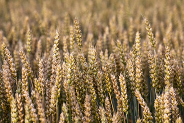 Fototapeta premium Crop fields