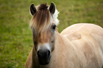 Fototapeta premium Horse