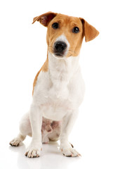 Jack russell terrier on white background.