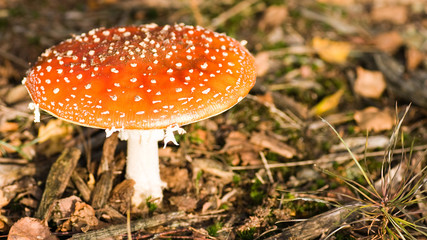 Fly amanita or Fly agaric