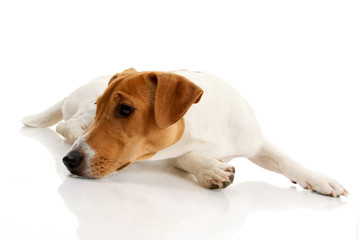 Jack russell terrier on white background.