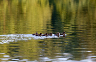 Flock of young ducklings