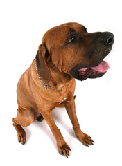 Obraz premium japanese dog tosa inu