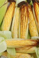 Fresh corn on the cob