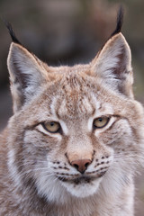Naklejka premium Lynx Portrait