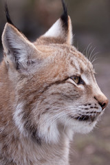 Luchs