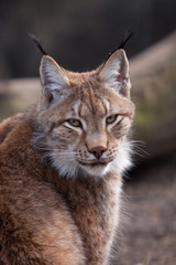 Sibirian Luchs