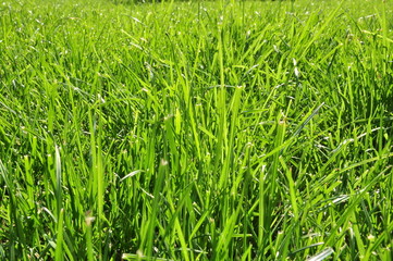 Grass