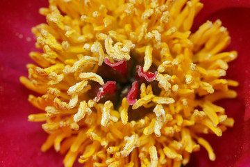 In Side Details Of Flower