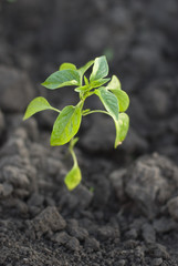 new life