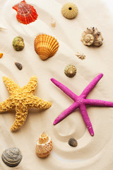 colorful seashells and starfishes on the sand