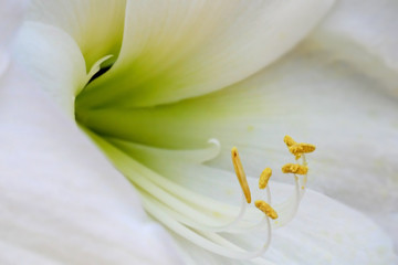 Fototapeta na wymiar White Lilly Flower