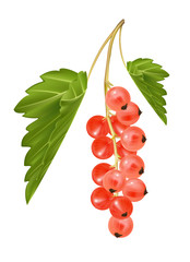 Vector red currant. Ripe berry