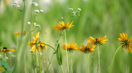 Yellow daisy flowers