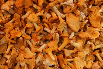 Mushrooms