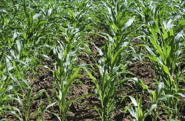 Corn field 4
