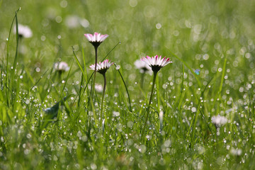 Gänseblümchen mit Morgentau © cmfotoworks