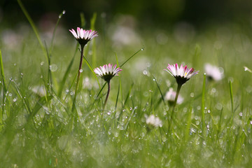 Gänseblümchen mit Morgentau