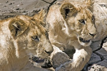 African leon, ©2009 GecoPhotography - 16334348