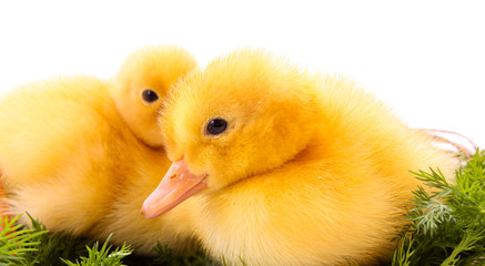 Ducklings on green grass