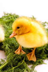 Duckling on green grass