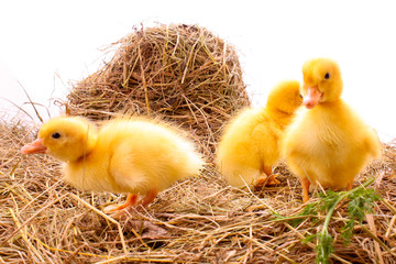 Three duckling in hay