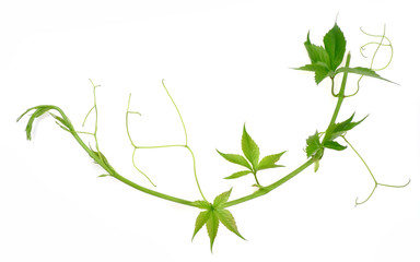 wild vine green twig