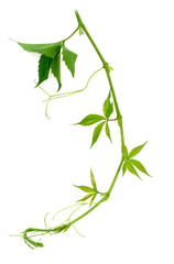wild vine twig