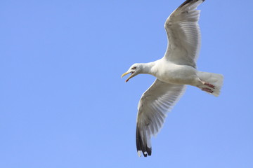 möwe