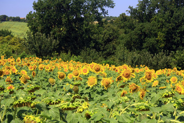 Fototapeta premium Girasoli: un campo giallo!
