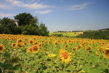 Un Campo Di girasoli con il cielo azzurro.