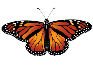 Fototapeta na wymiar illustrated monarch butterfly