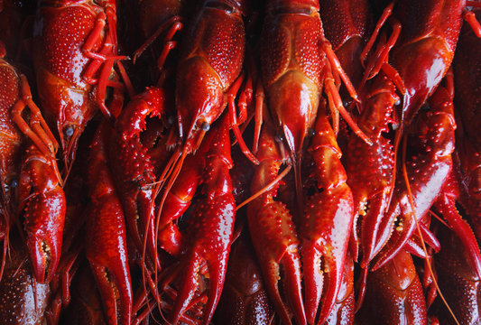 red crawfish