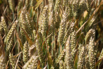 Einkorn Wheat Ears Growing