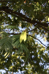 Seidenbaum am Gardasee mit Schoten