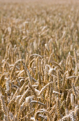 Closeup of wheat in a field