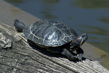 Turtle