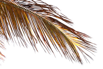 Obraz premium palme brune sur fond blanc