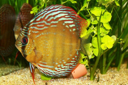 discus