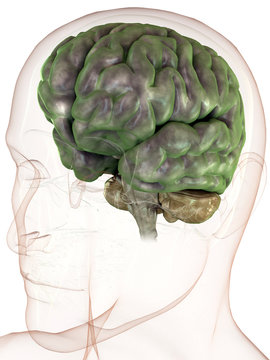 Cerebrum